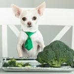 Feeding Dogs Broccoli: A Comprehensive Guide