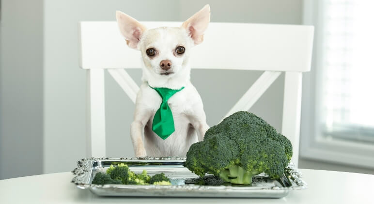 Feeding Dogs Broccoli: A Comprehensive Guide