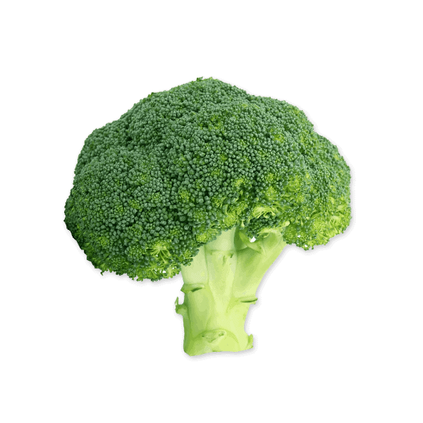 Dogs Eating Broccoli