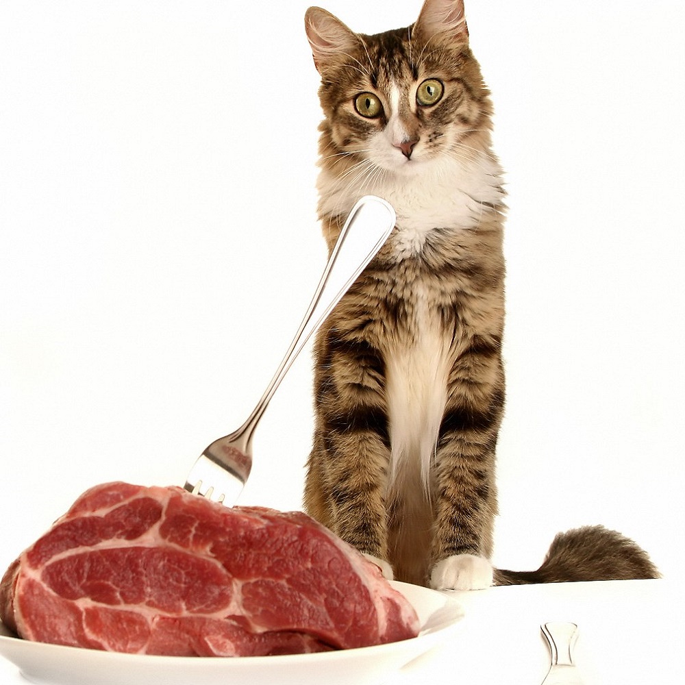 cats eat meat