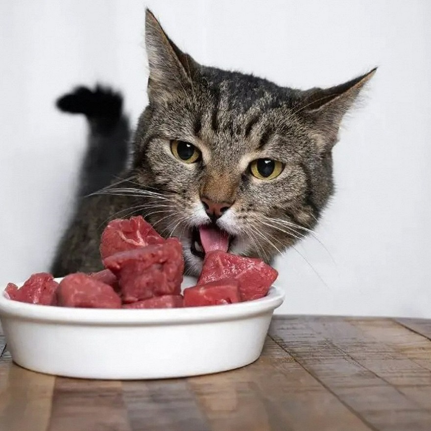 Can Cats Eat Raw Meat: Unveiling the Facts and Considerations