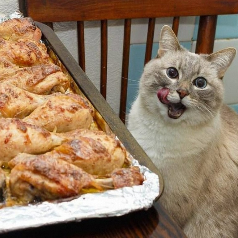 cats eat meat