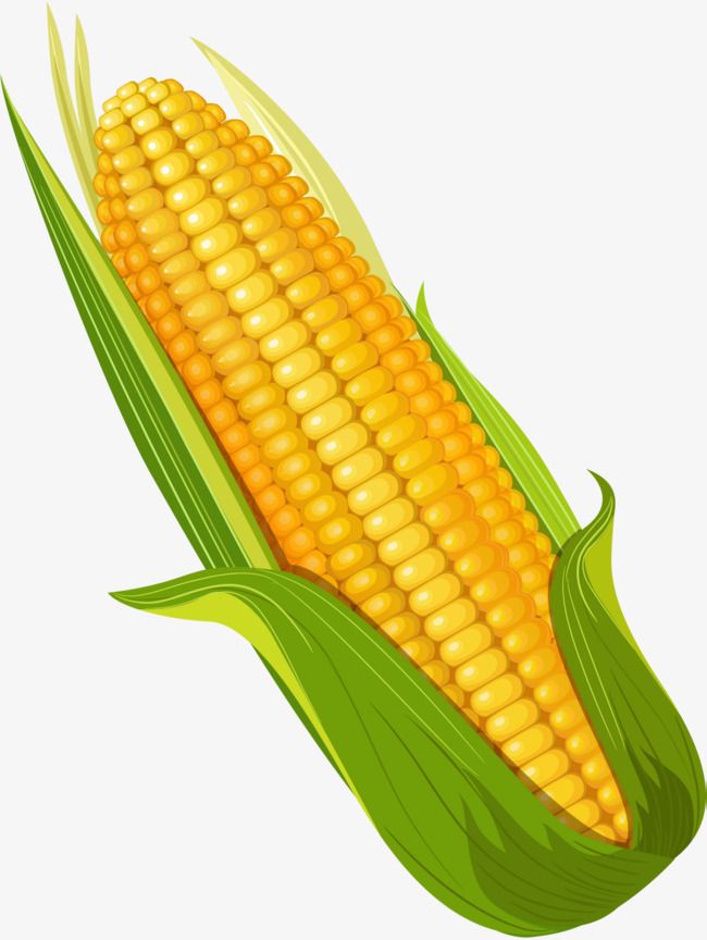 is corn a vegetable