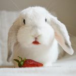 can bunnies eat dried fruit