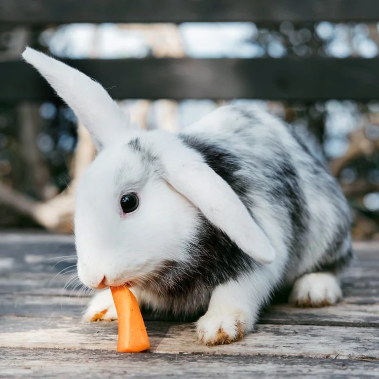 	
can bunnies eat freeze dried fruit