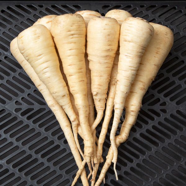 what is a parsnip