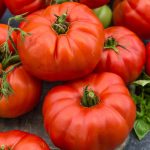 beefsteak tomato