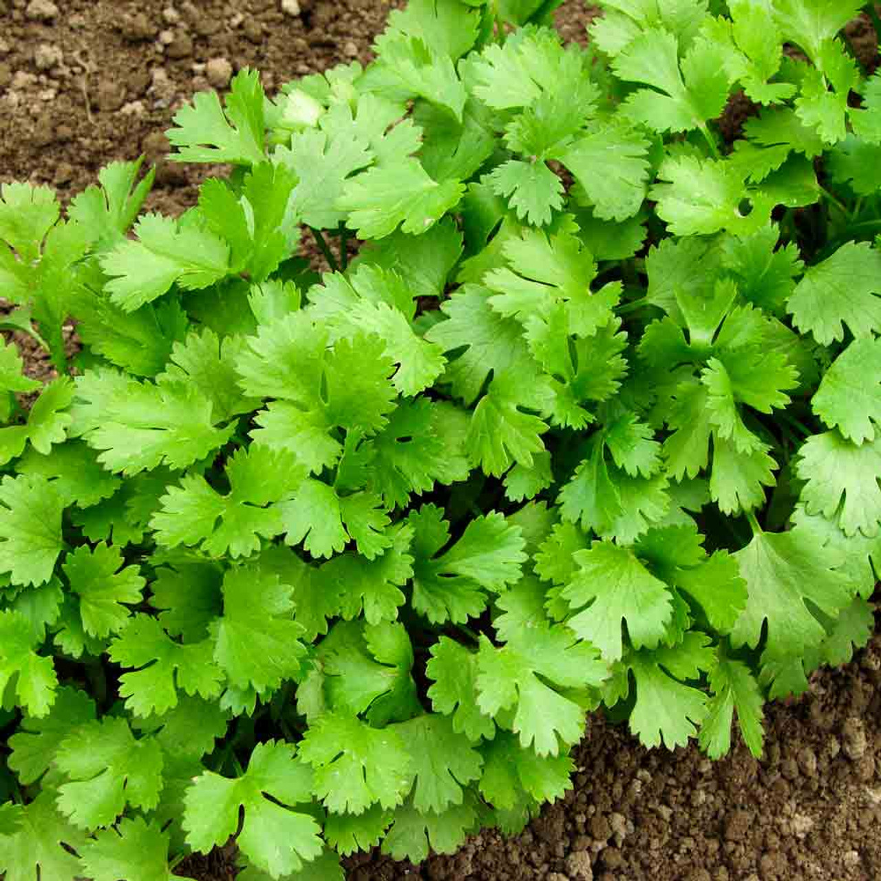 cilantro lime rice recipe