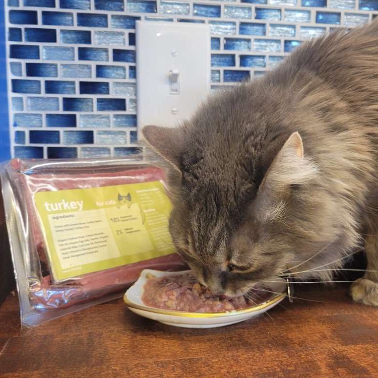 raw food for cats