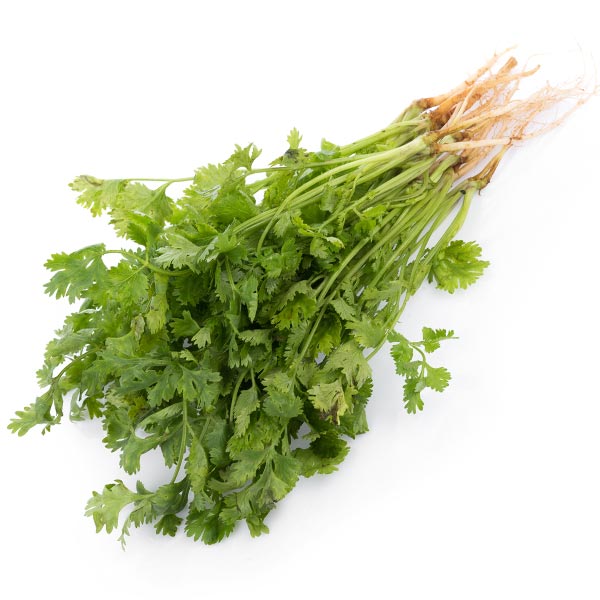 what is the difference between coriander and cilantro