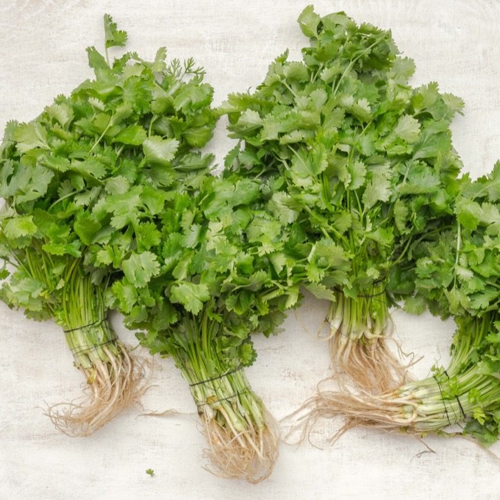 what is the difference between coriander and cilantro