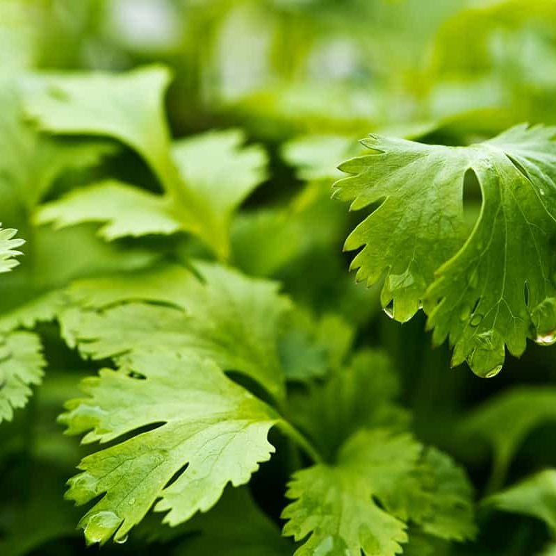 how to store cilantro