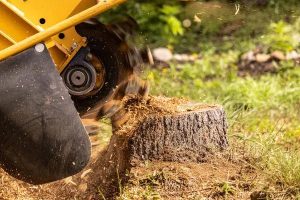 Reliable Shelton Tree Service for Storm Damage Cleanup