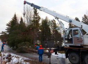 Tree Service Designed for Healthy and Beautiful Trees