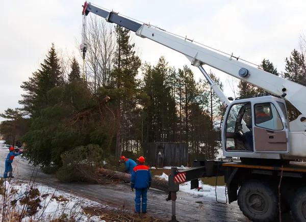 Tree Service Designed for Healthy and Beautiful Trees
