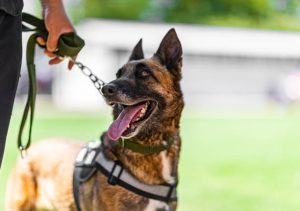 Building a Strong Bond with Your Dog Through Training