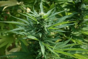 Explore the top delta 8 flower Chosen by Industry Experts
