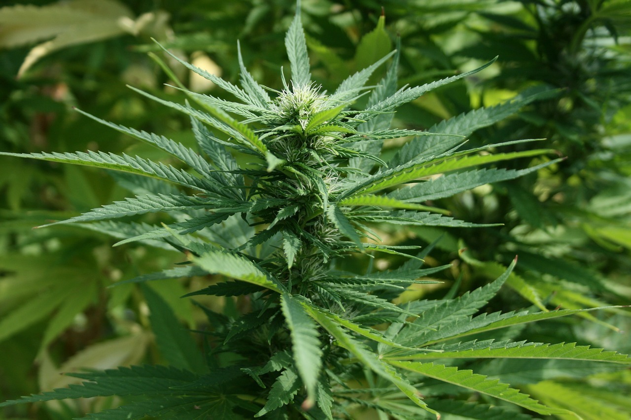 Explore the top delta 8 flower Chosen by Industry Experts