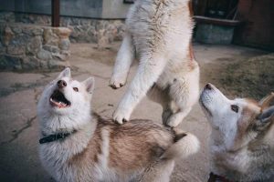 Understanding Pale Gums in Dogs: A Guide for Concerned Pet Owners