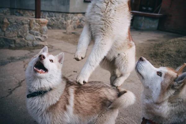 Understanding Pale Gums in Dogs: A Guide for Concerned Pet Owners